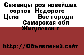 Саженцы роз новейших сортов. Недорого. › Цена ­ 350 - Все города  »    . Самарская обл.,Жигулевск г.